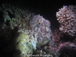 Where is the octopus? by Katherine Mckelvey 